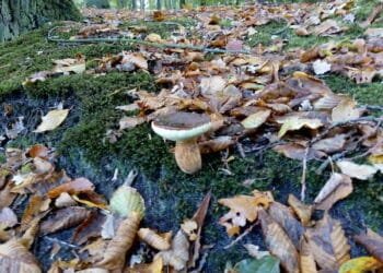 Sweep nets dozens of kilos of illegally picked mushrooms