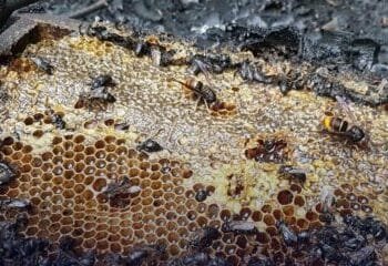 Half a million bees killed in suspected arson attack in Almere