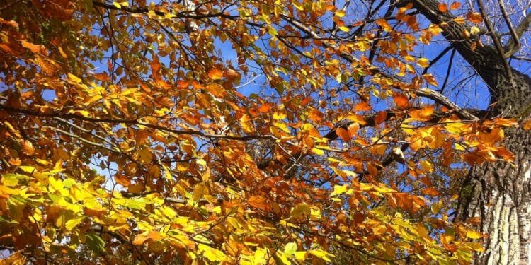 Cloudy, mild weekend with a cooler, sunnier week ahead