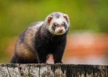 Ferrets success in Rotterdam in rat nuisance hotspots