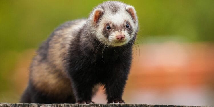 Ferrets success in Rotterdam in rat nuisance hotspots