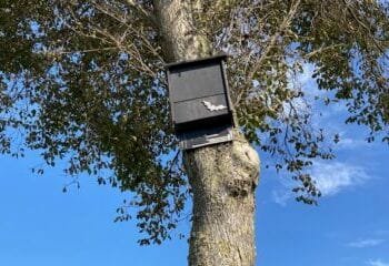 Bats delay plans to build a new refugee centre near Rotterdam