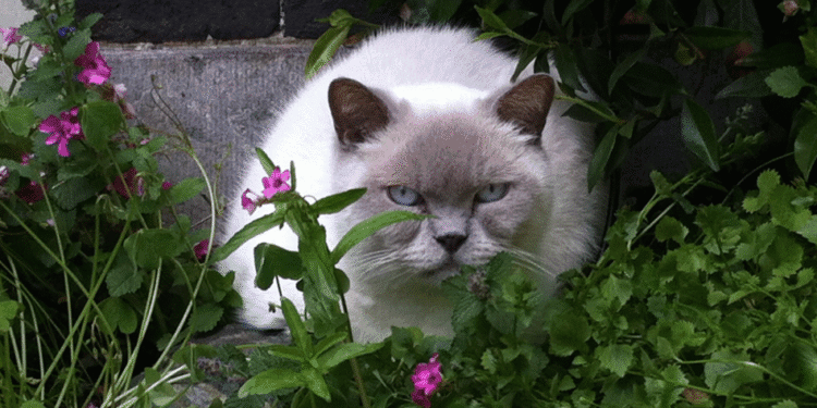 Domestic cats can continue to roam outside, judge decides