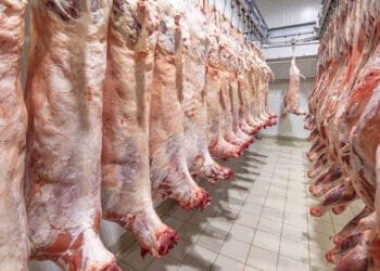 PvdD ban on slaughtering animals without stunning backed by RvS