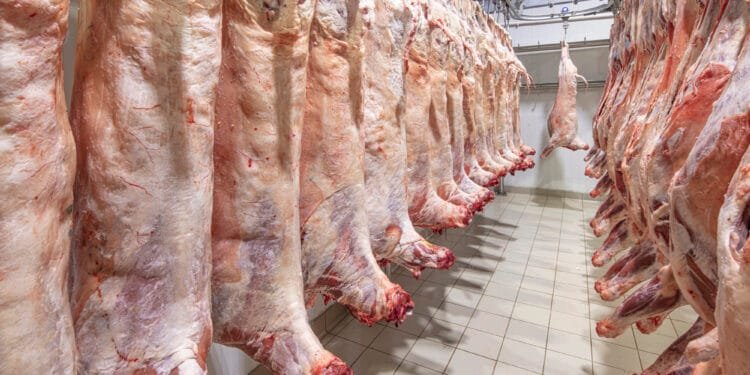 PvdD ban on slaughtering animals without stunning backed by RvS