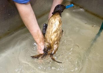 Oil leak suspected after blackened birds found on Texel beaches