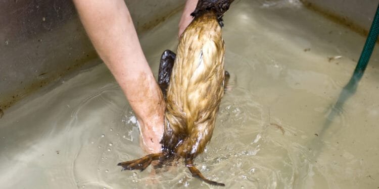 Oil leak suspected after blackened birds found on Texel beaches