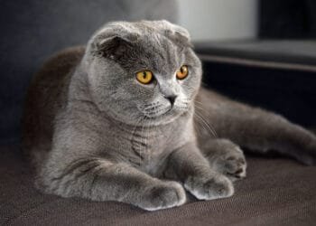 Dutch ban new ownership of Sphynx and Scottish Fold cats