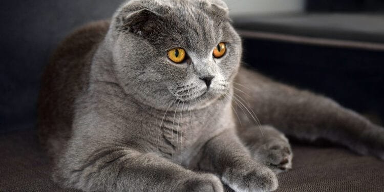 Dutch ban new ownership of Sphynx and Scottish Fold cats