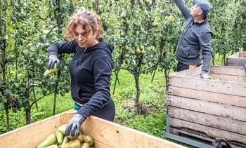 Nederland telt 1 miljoen meer arbeidsmigranten dan gedacht
