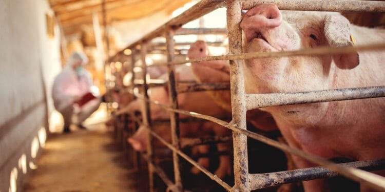 Frikandel out of favour? The Dutch are eating much less meat