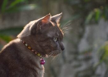 Who is responsible for stopping domestic cats killing birds?