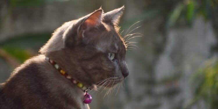 Who is responsible for stopping domestic cats killing birds?