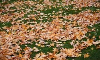 Waarom verkleuren en vallen de bladeren in de herfst?