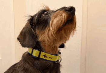 Scammers dog Lelystad police’s own prize draw for pooches