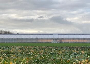 Dutch agro firms still active in Russia despite Ukraine invasion