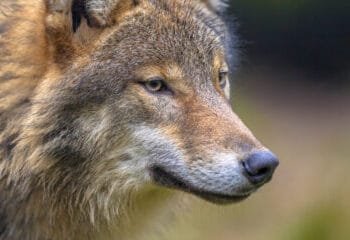 Wildlife camera captures red deer escaping from two wolves