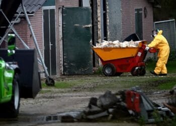 Dutch bird flu outbreaks continue, 800,000 birds killed so far