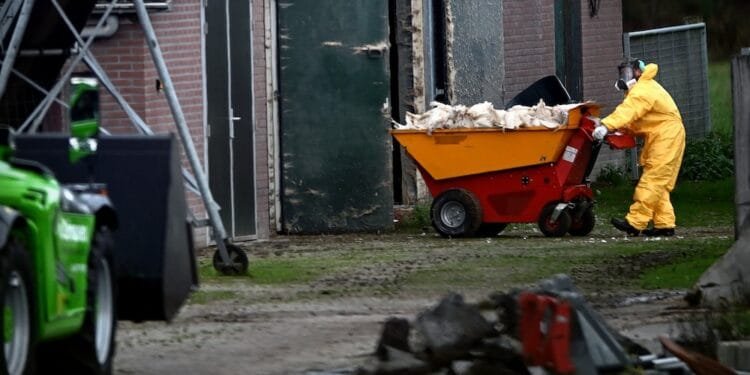 Dutch bird flu outbreaks continue, 800,000 birds killed so far