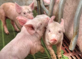 Minister delays electric cattle prod ban, angry MPs want answers