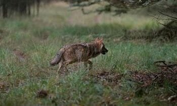 De wolf heeft al 741 keer vee aangevallen dit jaar