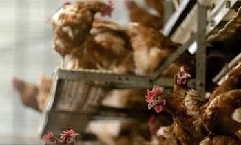 kan het ook op mensen overslaan?