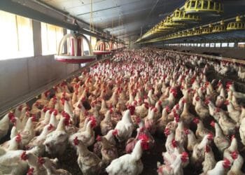 Bird flu found on farm at the heart of Dutch poultry industry