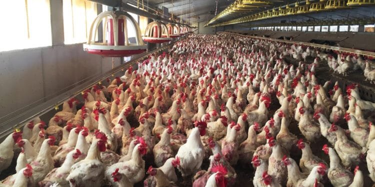 Bird flu found on farm at the heart of Dutch poultry industry