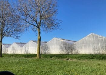 “Indonesians and Nigerians could solve Dutch worker shortage”