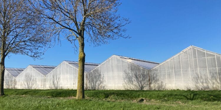 “Indonesians and Nigerians could solve Dutch worker shortage”