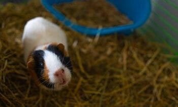 ‘De oppascavia lag morsdood in zijn kooi’