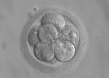 Ban on use of embryos created for science set to be lifted