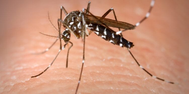 Tiger mosquito could soon be here to stay, warns minister