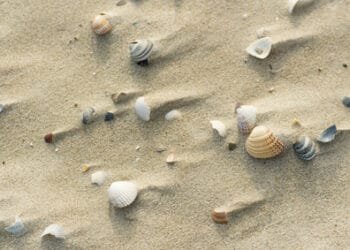 Bones in sand and at sea solve two missing persons cases