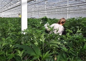 Largest Dutch legal cannabis grower taken over by Canadians