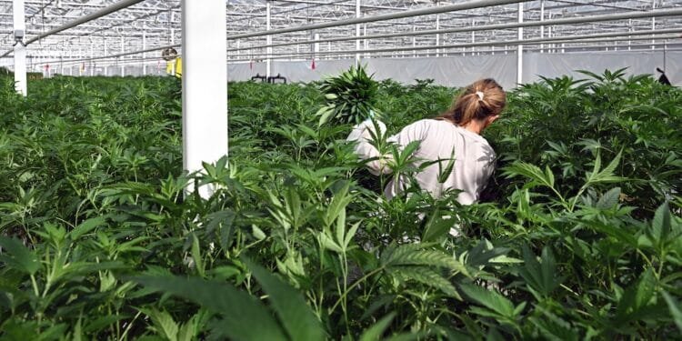 Largest Dutch legal cannabis grower taken over by Canadians