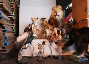 Raid turns up dozens of stuffed protected animals in Brabant