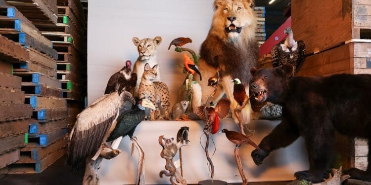 Raid turns up dozens of stuffed protected animals in Brabant