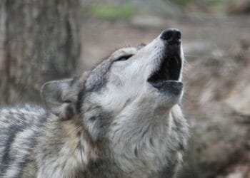 NL must be reclassified as “small” to cull wolves: minister