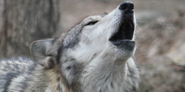 NL must be reclassified as “small” to cull wolves: minister