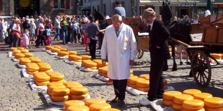 Hard cheese: best Gouda in the world is made in Belgium