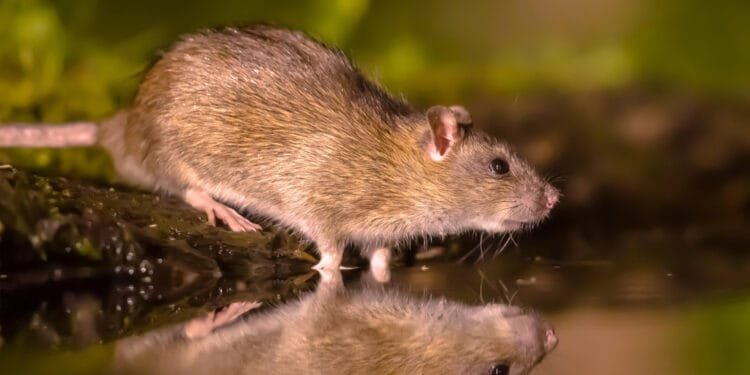 Passengers stranded in Caribbean after rat spotted on KLM plane