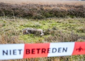 DNA confirms wolf shot dead by hunters was “problem wolf” Bram