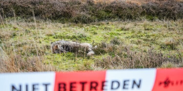 DNA confirms wolf shot dead by hunters was “problem wolf” Bram