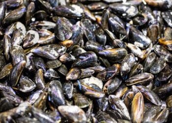 Dutch mussel production hits lowest level in 30 years