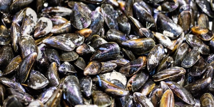 Dutch mussel production hits lowest level in 30 years