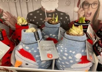 Inburgering with DN: how to celebrate a Dutch Christmas