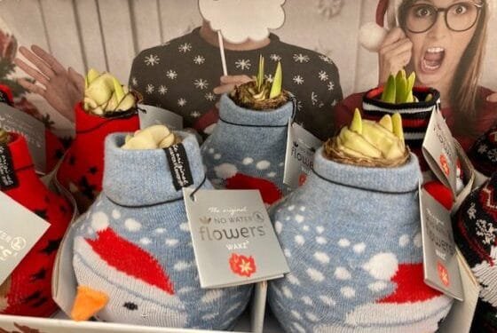 Inburgering with DN: how to celebrate a Dutch Christmas