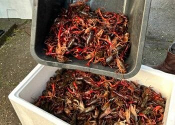 News, features, sport and art: The best of Dutch News in 2026