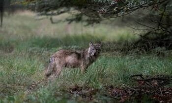 DNA-test bevestigt dat Utrechtse ‘probleemwolf’ is doodgeschoten
